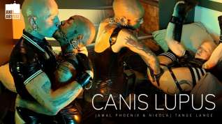 Online film Canis Lupus