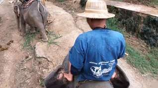 Online film Elephant riding in Thailand with teen couple who had sex afterwards