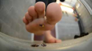 Online film Giantess Feet Smushing