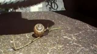Online film Walkover snail Crush